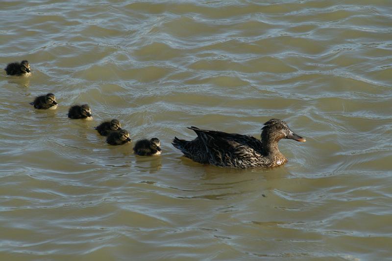 ma frieda 318.JPG - Eend met kleintjies